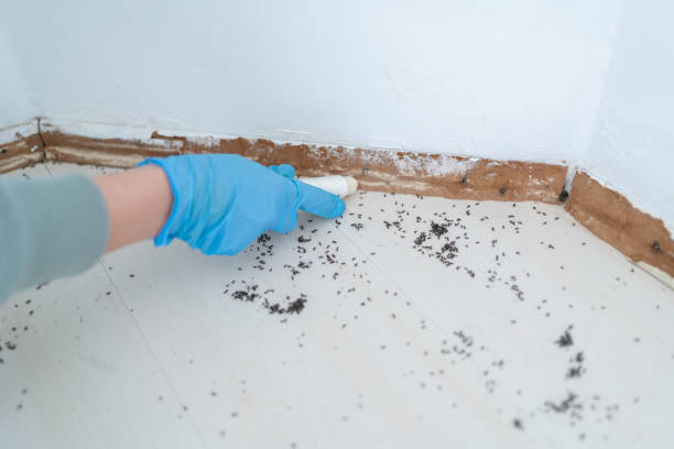 Best Exterminator Services  in Vista, CA