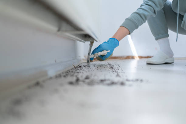 Best Mosquito Control Services  in Vista, CA